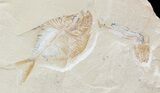 Cretaceous Fossil Fish (Diplomystus) Pos/Neg - Lebanon #48532-1